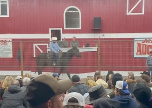 Auction Horses Rescue on Reels | Facebook