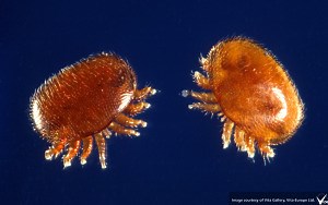 Varroa Mites - Texas Apiary Inspection Service (TAIS)