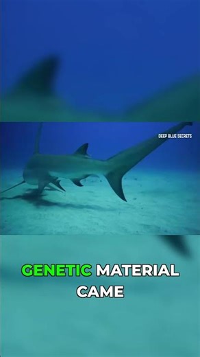 Virgin Birth: The Hammerhead's Miraculous Survival