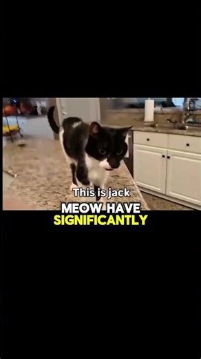 Cat With a Deep Voice 😳🐱 | Jack’s Unique Meow