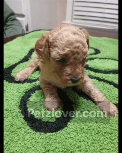 ✨ Sara — The Tiny Toy Poodle Princess Ready for Her New Castle! ✨ Meet Sara, an adorable female Toy Poodle puppy from Enterprise, Coffee County, Alabama! 🐾💖 She’s sweet, playful, intelligent, and hypoallergenic — making her a perfect fit for families, first-time pet parents, or anyone wanting a loyal little companion. Toy Poodles are known for their elegance, clever personalities, and affectionate nature. Sara loves cuddles, playtime, and will happily follow you everywhere you go. If you've be