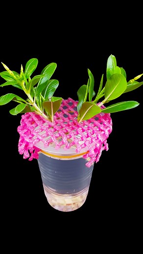 13K views · 85 reactions | Unique water propagation for growing periwinkle flower plant | 100% success method //#reels #fblifestyel | DIY IndoorGarden | Facebook