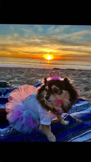 I love who I am #pomchi #dog #livingthebestlife... #Shorts #imnorag