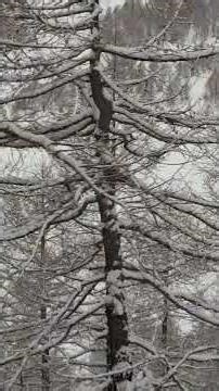 Bernina Express 8 February 2026