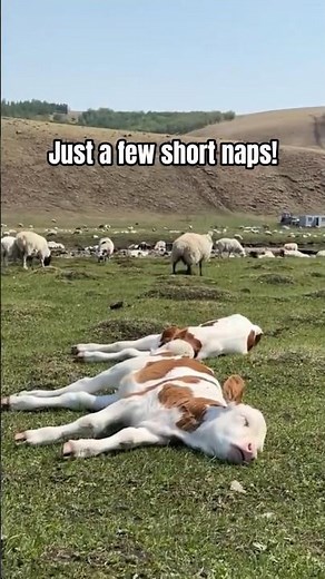 Cows Only Sleep 4 Hours a Day?! 😮