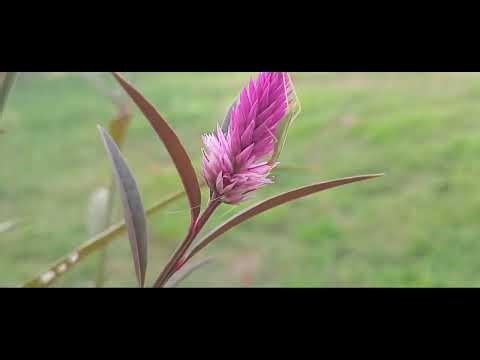 Honeybee Collecting Pollen – Nature & Pollination Documentary