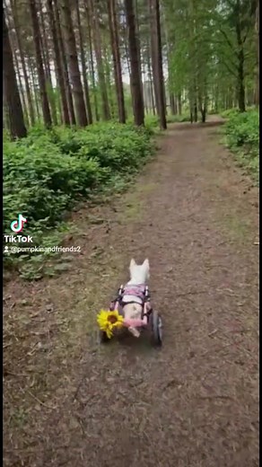 131K views · 25K reactions | Join us for day 1 of our holiday  Today we visited Sherwood Pines - Forestry England . Wow what a beautiful forest, fantastic for all of the family. Pumpkin and Smiggle loved it, they had so much fun ♿️❤️ | Pumpkin The Wheelie Westie Warrior | Facebook