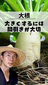 大根はコレすると太りません｜太く育てる3つのコツ #家庭菜園 #初心者
