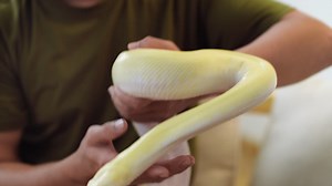 Free stock video - Man holding snake indoors
