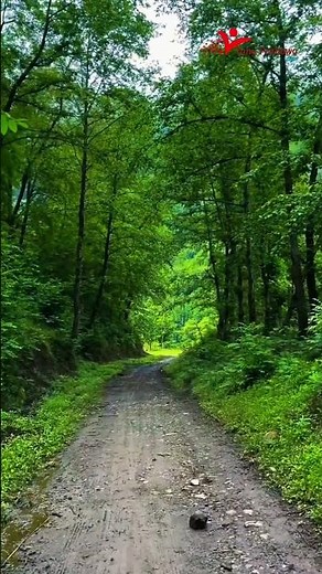 Walking Through a Peaceful Forest Trail 🌲✨ #nature #forest #naturewalk