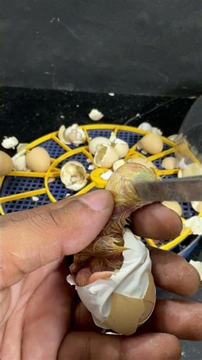 Last egg Was not hatched i opened it