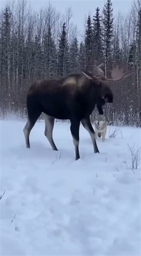 A Solitary Moose's Stand: The Power of a Kick