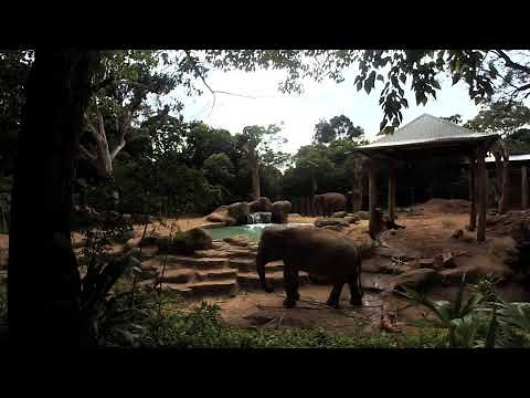 Elephant cam