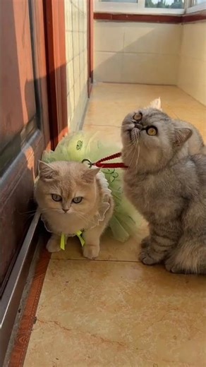 The naughty cat wearing magnet and she got stuck to another cat.