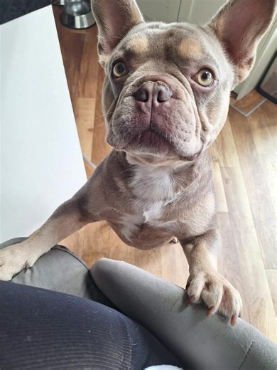 Tommy: Our Loving Rescue Frenchie