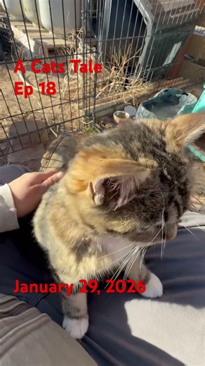A Cats Tale Ep 18 #ranching #cat #barncat