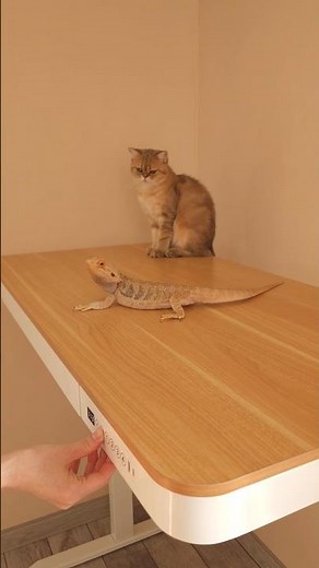 How pets help with everyday tasks 😸 🦎