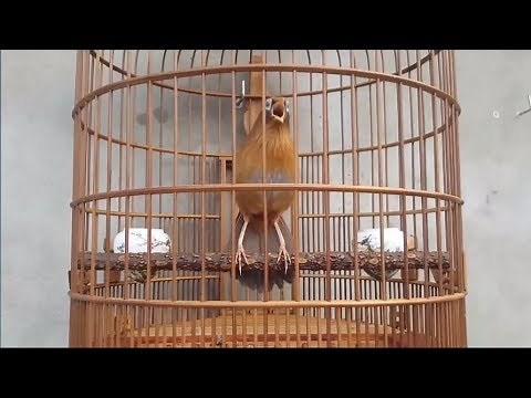 "Green Forest singer " Birds chirping and nature sounds| Bird Garrulax canorus (Chinese hwamei)