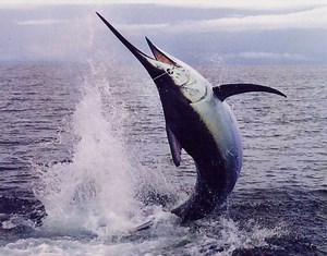 Marlin - Alchetron, The Free Social Encyclopedia