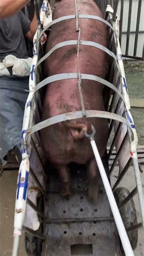 I Moved a Pig from a Truck to a Farm and SURVIVED | For Education Purpose Only