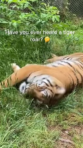 CarolinaTigerRescue on TikTok
