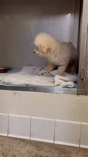 Spud was rescued by @lovebugsrescue from the West Valley Animal Shelter after being surrendered by his former owner. He arrived with a microchip, an unkempt and matted coat, long overgrown nails, and noticeable dental disease — but despite his rough condition, Spud greeted shelter staff with a wagging tail and a happy heart. Estimated to be around 10 years old and weighing 10 lbs, Spud is a spunky little gentleman who’s settling beautifully into his foster home. His cheerful spirit shines throug