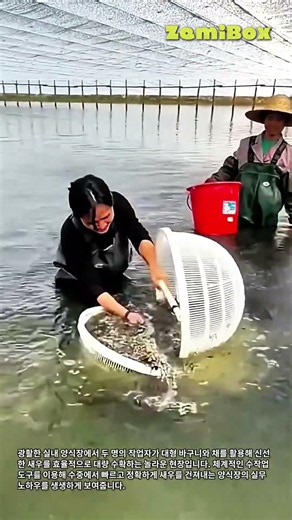 바구니와 채를 활용한 실내 양식장 새우 대량 수확 과정 #worker #process #shrimp #farming #method