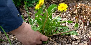 Can You Identify These Common Weeds?
