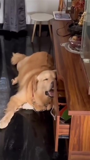 Dogs Sleeping Like They Worked a 9-to-5