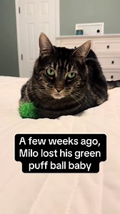 A happy update about Milo’s green puff ball baby 🥰 #foryou #foryoupage #viral #cats #catsoftiktok
