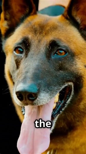 your malinois is broken here's the fix #training #dogs #k9