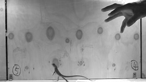 Robot researchers look to lizard tails to pave way for search-and-rescue, off-road abilities