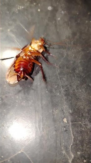 Cockroach 😃😃#cockroach #animals #youtubeshorts
