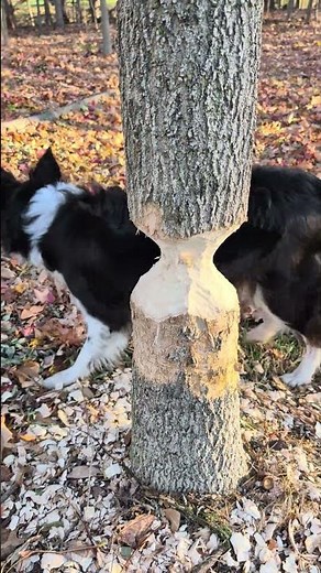 They say ' busy as beavers'