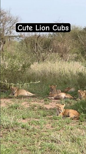 Adorable Lion Cubs Sitting with Their Mother | Heartwarming Serengeti Moment