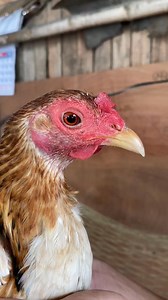 Para sa tuloy-tuloy na pangingitlog magandang gamitin ! #45DaysChicken | 45 days chicken