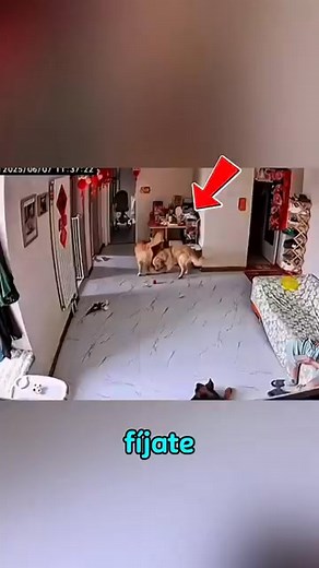 pastor alemán pone el orden #pastor #animales #goldenretriever | Creciendo Juntos