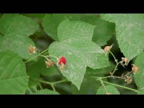 thimbleberry - Rubus parviflorus. Identification and characteristics