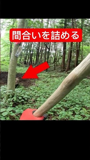 【狩猟】木を活用して慎重にイノシシと間合いを詰める様子｜突進によるワイヤー切れが最も危険です