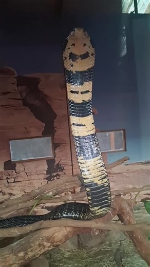 Western Forest Cobra: Nature's Deadly Masterpiece