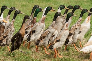 Indian Runner Duck - Breed Profile - Backyard Poultry