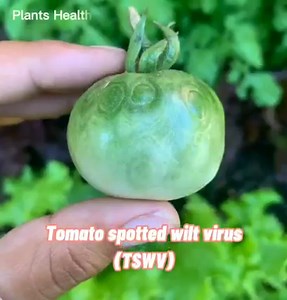 2.8K views · 95 reactions | Tomato spotted wilt virus | TSWV | Severe virus of tomatoes. How can we control this #virus? | Plants Health | Facebook