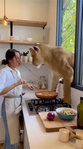 #story #lion #usa #animal #cute #yosho #funny