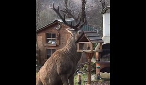 Video: Here's Why You Should Invest in a Deer Proof Bird Feeder | OutdoorHub