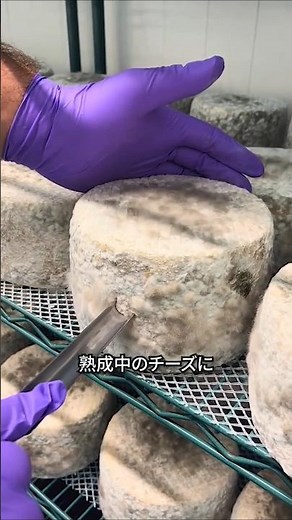 The true nature of blue mold in cheese