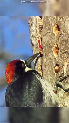 Woodpecker Food Storage Stolen by Squirrel & Bear! #shorts