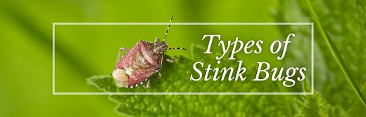 Types of Stink Bugs: Field Guide (Names & Photos)