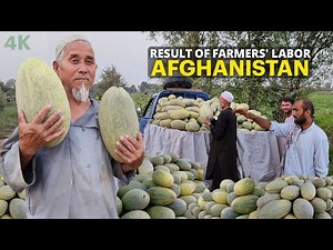 Afghani Melon - The Fruit of the Labor of Rural Afghanistan Farmers | 4K