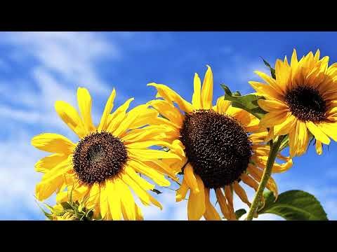 The Sunflower Mystic "Strength"