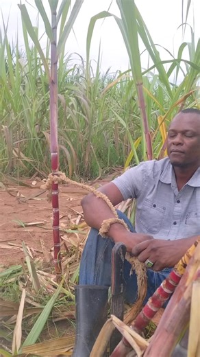 #trendingvideo #videoviral #fyp | tiktok viral trending video